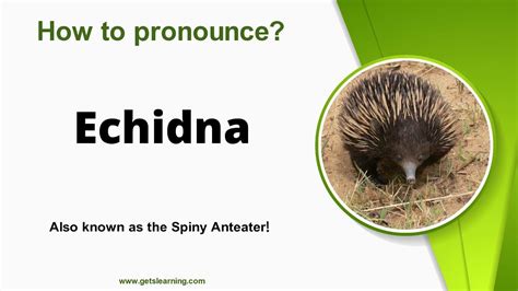 koilonychia pronunciation|how do you say echidna.